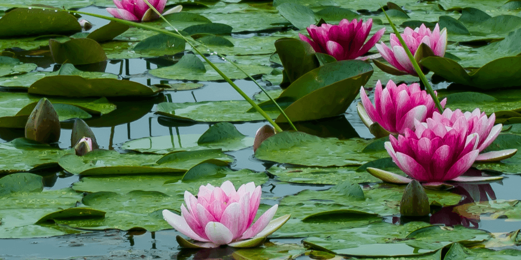 Top Drupal blog posts from May 2022 image
