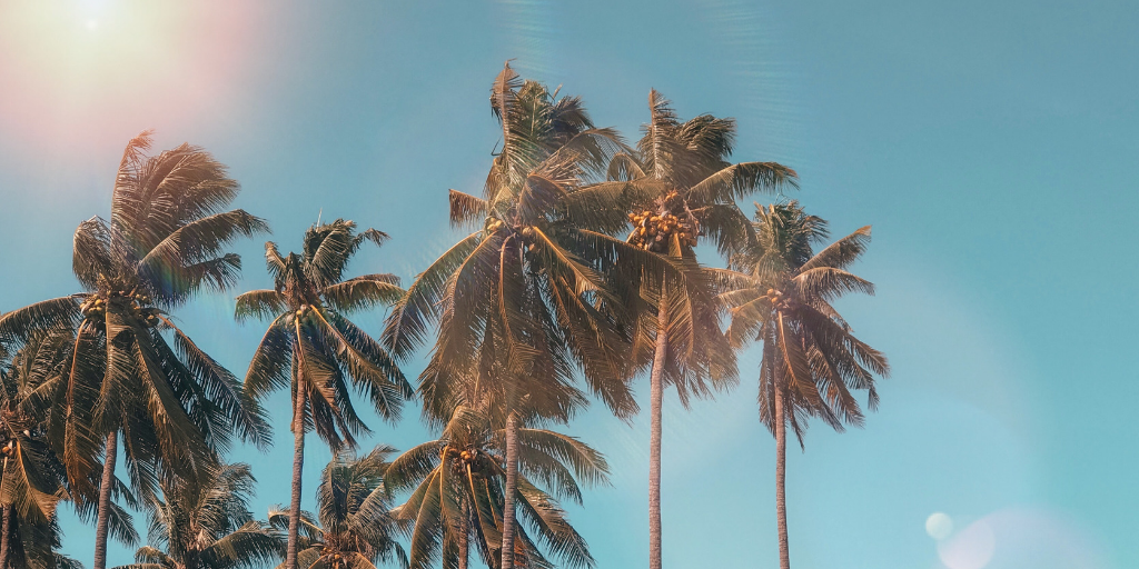 Palm trees set against a cloudless blue sky