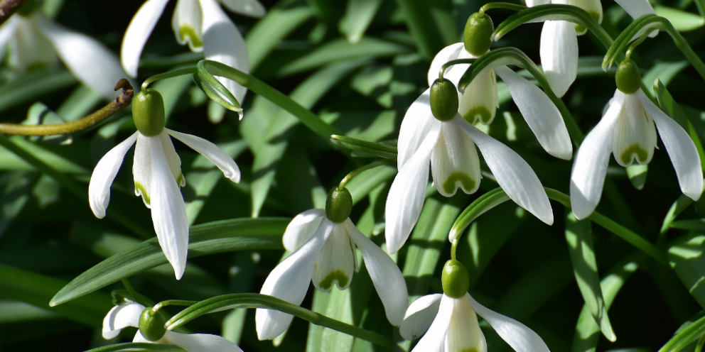 Snowdrops blooming in March