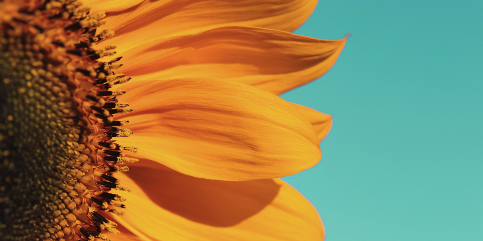 Part of a sunflower on turquoise/teal background