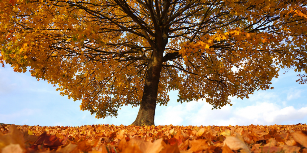 Tree with autumn canopy and autumn leaves covering the ground
