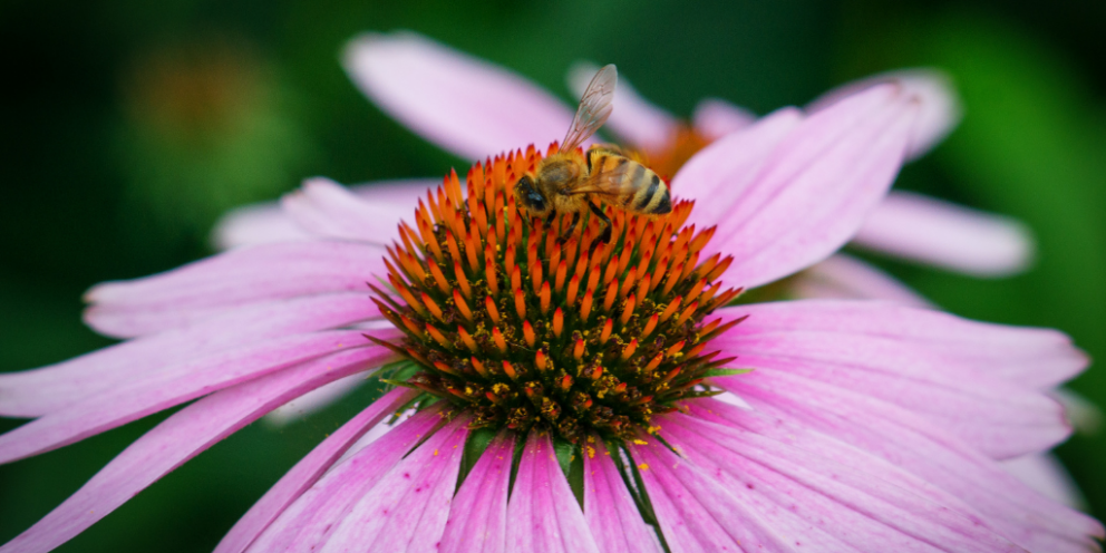 Bee collecting pollen from a pink flower