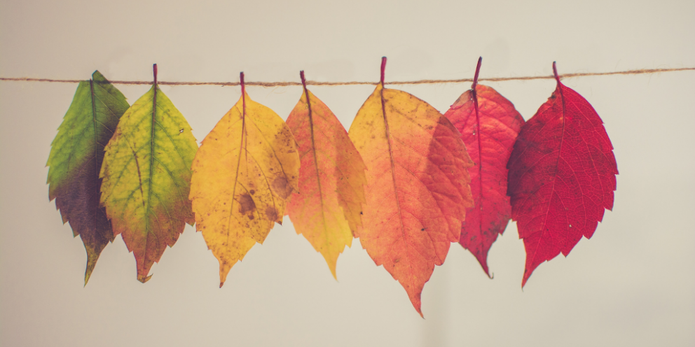 Autumn leaves hung on a string and arranged by color