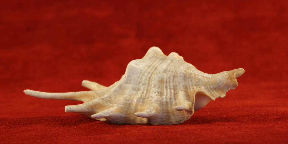 Conch shell against a dark red background