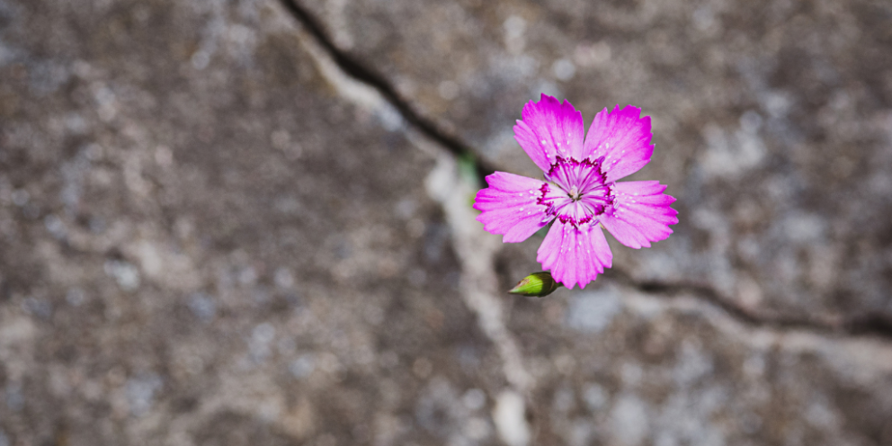 Single violet-colored flower growing through concrete