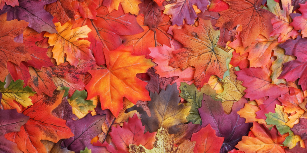 Oak leaves in autumn colors (from greenish yellow to deep orange and purple)