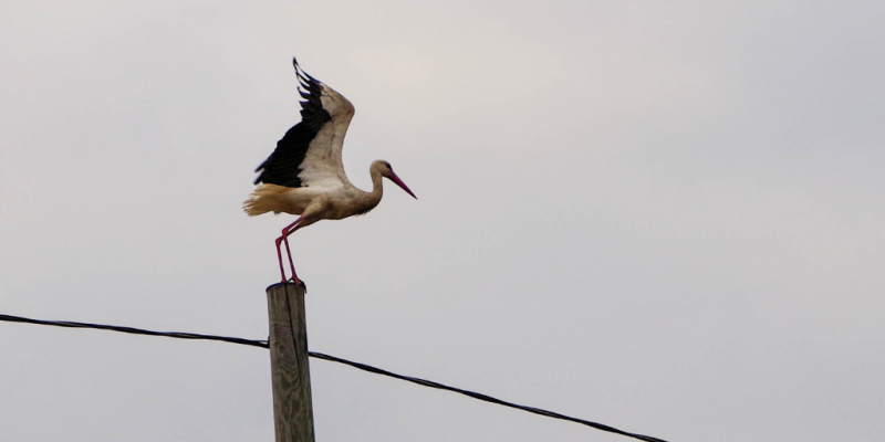 Stork standing on pole and spreading wings