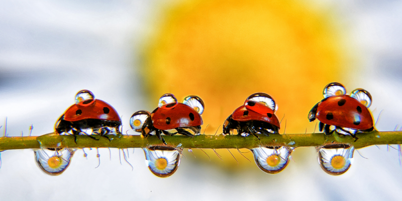 Ladybugs on bough with a sunflower reflected in dew drops