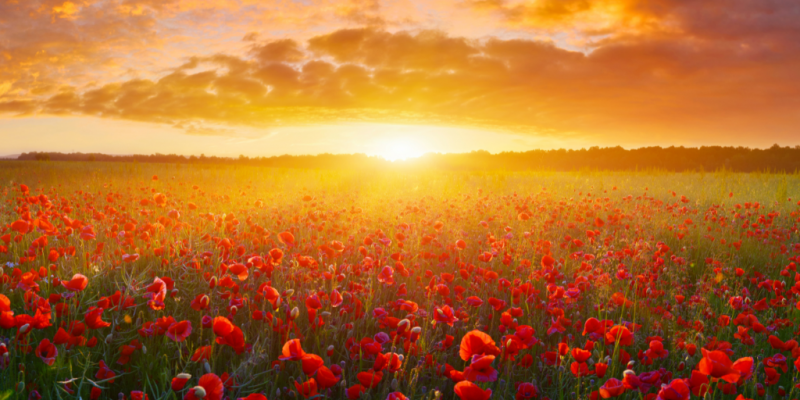 Sunset over a field of blooming poppies