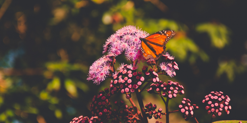 Orange butterfly on pink / magenta flowers