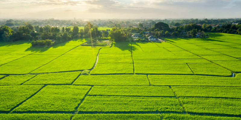Green fields neatly divided into rectangular shapes with sunshine shining on them